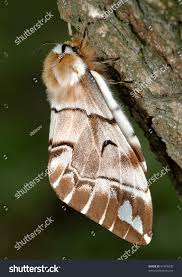 Attēlu rezultāti vaicājumam “Endromidae”