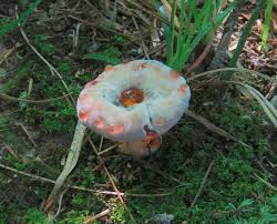 Attēlu rezultāti vaicājumam “Hydnellum ferrugineum”