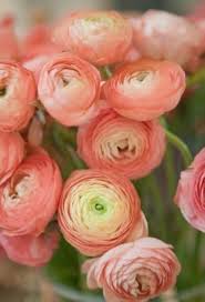 Attēlu rezultāti vaicājumam “Ranunculus mendax flower”