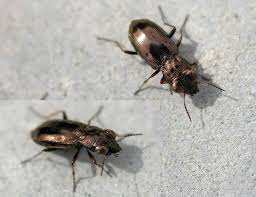 Attēlu rezultāti vaicājumam “Notiophilus germinyi”