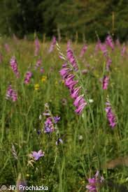 Attēlu rezultāti vaicājumam “Gladiolus imbricatus flower”