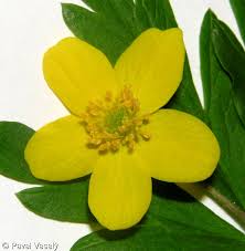 Attēlu rezultāti vaicājumam “Anemone ranunculoides leaf”