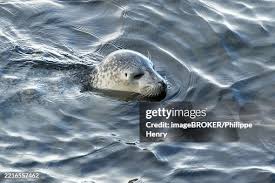 Image result for Phoca vitulina