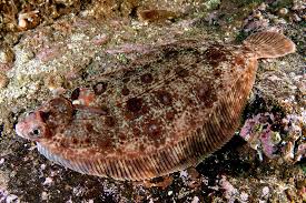Image result for Microstomus kitt