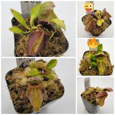 Attēlu rezultāti vaicājumam “Cephaloziella elachista macro”