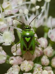 Attēlu rezultāti vaicājumam “Orthops campestris”