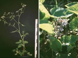 Attēlu rezultāti vaicājumam “Chaerophyllum aromaticum fruit”
