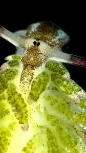 Attēlu rezultāti vaicājumam “Gynaephora selenitica larva”