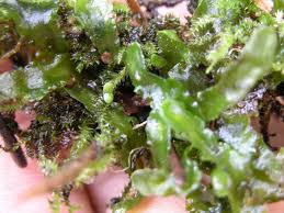 Attēlu rezultāti vaicājumam “Aneura pinguis”