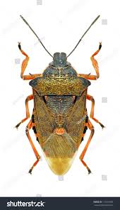 Attēlu rezultāti vaicājumam “Pinthaeus sanguinipes”