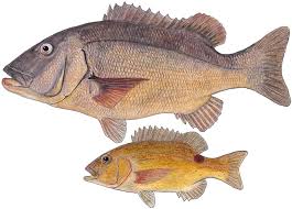 Image result for Petrus rupestris