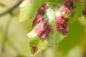 Attēlu rezultāti vaicājumam “Acalitus longisetosus”