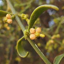 Attēlu rezultāti vaicājumam “Santalaceae”