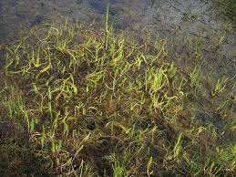 Attēlu rezultāti vaicājumam “Hippuridaceae”