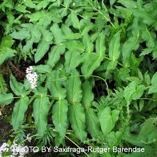 Attēlu rezultāti vaicājumam “Sium latifolium flower”