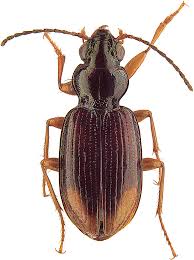 Attēlu rezultāti vaicājumam “Bembidion sp.”