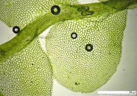 Attēlu rezultāti vaicājumam “Jungermannia hyalina cells”