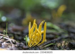 Attēlu rezultāti vaicājumam “Clavulinopsis helvola”