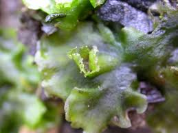 Attēlu rezultāti vaicājumam “Pellia neesiana”