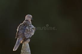 Attēlu rezultāti vaicājumam “Streptopelia decaocto adult”