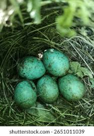 Attēlu rezultāti vaicājumam “Turdus merula eggs”