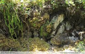 Attēlu rezultāti vaicājumam “Saelania glaucescens”