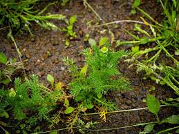 Attēlu rezultāti vaicājumam “Matricaria discoidea leaf”