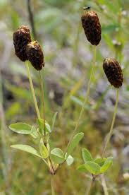 Attēlu rezultāti vaicājumam “Trifolium spadiceum”