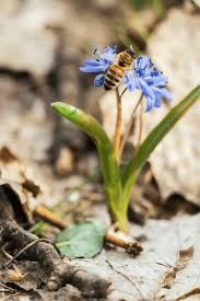 Attēlu rezultāti vaicājumam “Scilla siberica bud”