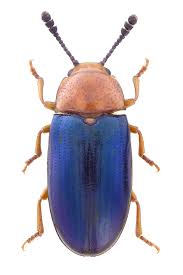 Attēlu rezultāti vaicājumam “Triplax aenea”