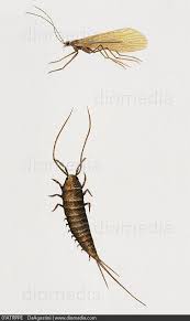 Attēlu rezultāti vaicājumam “Machilidae”