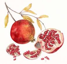 Attēlu rezultāti vaicājumam “Galanthus nivalis fruit”