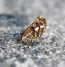 Attēlu rezultāti vaicājumam “Bupalus piniaria male”