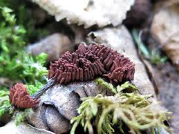 Attēlu rezultāti vaicājumam “Stemonitis sp.”