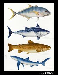 Image result for Euthynnus alletteratus