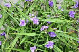 Attēlu rezultāti vaicājumam “Tradescantia virginiana flower”