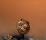 Attēlu rezultāti vaicājumam “Licea chelonoides”