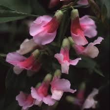 Attēlu rezultāti vaicājumam “Lathyrus vernus bud”
