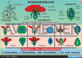 Image result for Rosengewächse