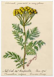 Image result for Tanacetum vulgare