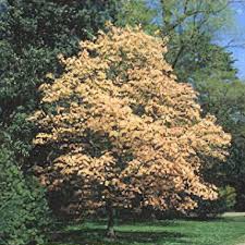 Attēlu rezultāti vaicājumam “Aesculus x neglecta”