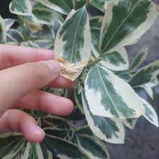 Attēlu rezultāti vaicājumam “Euonymus verrucosus leaf”