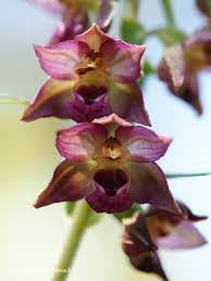 Attēlu rezultāti vaicājumam “Epipactis helleborine fruit”