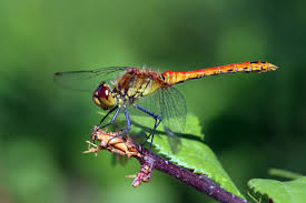 Attēlu rezultāti vaicājumam “Sympetrum sanguineum male”