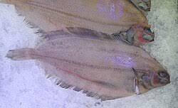 Image result for Glyptocephalus cynoglossus