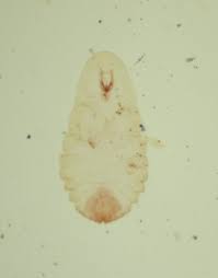 Attēlu rezultāti vaicājumam “Lepidosaphes ulmi”