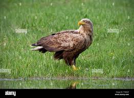 Attēlu rezultāti vaicājumam “Haliaeetus albicilla adult”