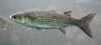 Image result for Chelon saliens