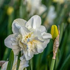 Attēlu rezultāti vaicājumam “Narcissus bud”