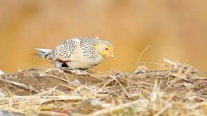 Image result for Syrrhaptes paradoxus